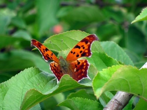 Beautiful butterfly on a cameo apple tree